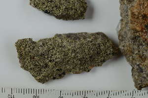  ( - O-L-200614)  @11 [ ] by-nc (2020) Einar Timdal Natural History Museum, University of Oslo, Norway