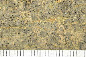  ( - O-L-200645)  @11 [ ] by-nc (2020) Einar Timdal Natural History Museum, University of Oslo, Norway