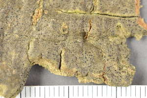  ( - O-L-200647)  @11 [ ] by-nc (2020) Einar Timdal Natural History Museum, University of Oslo, Norway
