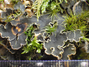  ( - O-L-200926)  @11 [ ] CreativeCommons - Attribution Non-Commercial (2016) Einar Timdal University of Oslo, Natural History Museum