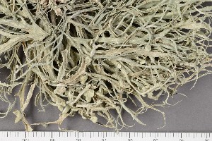  (Ramalina calicaris - O-L-201228)  @11 [ ] CreativeCommons - Attribution Non-Commercial Share-Alike (2017) Unspecified University of Oslo, Natural History Museum