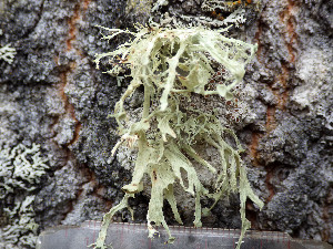  (Ramalina sinensis - O-L-201303)  @11 [ ] CreativeCommons - Attribution Non-Commercial (2016) Einar Timdal University of Oslo, Natural History Museum