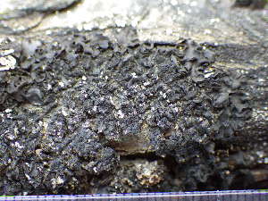  ( - O-L-201395)  @11 [ ] CreativeCommons - Attribution Non-Commercial (2017) Einar Timdal Natural History Museum, University of Oslo, Norway