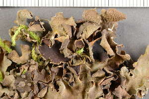 ( - O-L-201433)  @11 [ ] CreativeCommons - Attribution Non-Commercial (2019) Einar Timdal University of Oslo, Natural History Museum