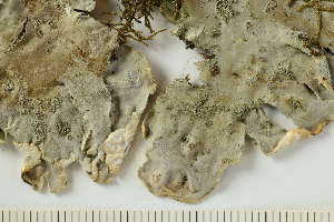  ( - O-L-201461)  @11 [ ] CreativeCommons - Attribution Non-Commercial (2019) Einar Timdal University of Oslo, Natural History Museum