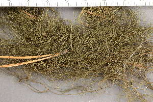  ( - O-L-201466)  @11 [ ] CreativeCommons - Attribution Non-Commercial (2019) Einar Timdal University of Oslo, Natural History Museum