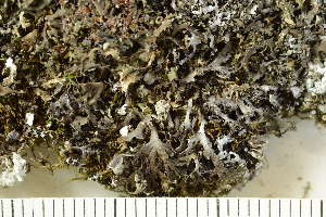  ( - O-L-201471)  @11 [ ] CreativeCommons - Attribution Non-Commercial (2019) Einar Timdal University of Oslo, Natural History Museum