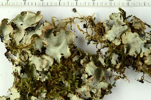  (Cetrelia olivetorum - O-L-203001)  @11 [ ] CreativeCommons - Attribution Non-Commercial (2016) Kristine Dobbe University of Oslo, Natural History Museum
