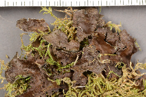  (Sticta sylvatica - O-L-203027)  @11 [ ] CreativeCommons - Attribution Non-Commercial (2017) Siri Rui Natural History Museum, University of Oslo, Norway