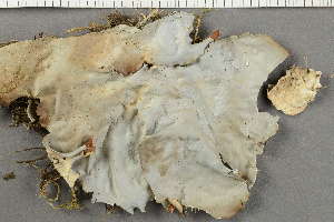  ( - O-L-203037)  @11 [ ] by-nc (2020) Ann Evankow University of Oslo, Natural History Museum
