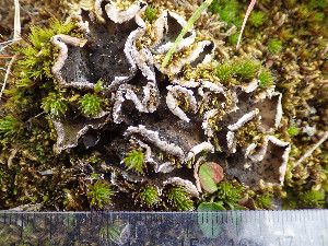 (Peltigera leucophlebia - O-L-203280)  @11 [ ] CreativeCommons - Attribution Non-Commercial (2016) Siri Rui University of Oslo, Natural History Museum