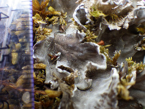  ( - O-L-203281)  @11 [ ] CreativeCommons - Attribution Non-Commercial (2016) Siri Rui University of Oslo, Natural History Museum