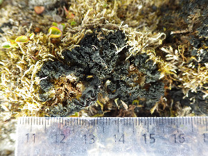  (Rostania ceranisca - O-L-203298)  @11 [ ] CreativeCommons - Attribution Non-Commercial (2016) Siri Rui University of Oslo, Natural History Museum