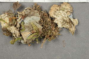  ( - O-L-203699)  @11 [ ] by-nc (2020) Ann Evankow University of Oslo, Natural History Museum