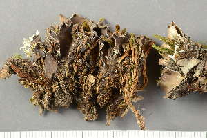  ( - O-L-203944)  @11 [ ] by-nc (2020) Ann Evankow University of Oslo, Natural History Museum