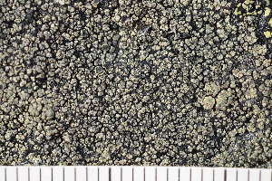  (Lecanora soralifera - O-L-203988)  @11 [ ] CreativeCommons - Attribution Non-Commercial (2017) Einar Timdal Natural History Museum, University of Oslo, Norway