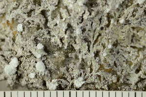 (Pertusaria sp. RH01 - O-L-203990)  @11 [ ] CreativeCommons - Attribution Non-Commercial (2017) Einar Timdal Natural History Museum, University of Oslo, Norway