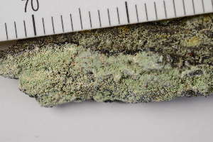  (Pyrrhospora rubiginans - O-L-204514)  @11 [ ] CreativeCommons - Attribution Non-Commercial (2017) Einar Timdal Natural History Museum, University of Oslo, Norway