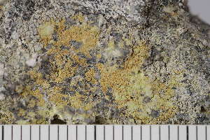  ( - O-L-204518)  @11 [ ] CreativeCommons - Attribution Non-Commercial (2017) Einar Timdal Natural History Museum, University of Oslo, Norway