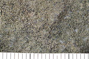  (Aspicilia sp. ET01 - O-L-204520)  @11 [ ] CreativeCommons - Attribution Non-Commercial (2017) Einar Timdal Natural History Museum, University of Oslo, Norway