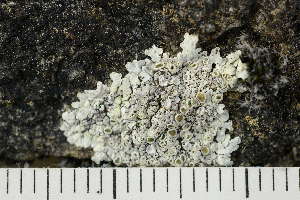  (Lecanora valesiaca - O-L-204881)  @11 [ ] CreativeCommons - Attribution Non-Commercial (2019) Einar Timdal University of Oslo, Natural History Museum