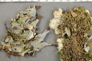  ( - O-L-204947)  @11 [ ] by-nc (2020) Ann Evankow University of Oslo, Natural History Museum