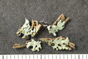  (Xanthoparmelia conspersa - O-L-204999)  @11 [ ] CreativeCommons - Attribution Non-Commercial (2017) Einar Timdal Natural History Museum, University of Oslo, Norway
