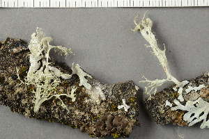  ( - O-L-205887)  @11 [ ] by-nc (2020) Ann Evankow University of Oslo, Natural History Museum