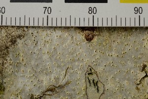  (Thelotrema suecicum - O-L-206444)  @11 [ ] CreativeCommons - Attribution Non-Commercial Share-Alike (2017) Unspecified Natural History Museum, University of Oslo, Norway