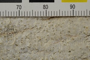  ( - O-L-206445)  @11 [ ] CreativeCommons - Attribution Non-Commercial Share-Alike (2017) Unspecified Natural History Museum, University of Oslo, Norway
