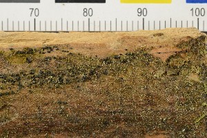  (Absconditella lignicola - O-L-206462)  @11 [ ] CreativeCommons - Attribution Non-Commercial Share-Alike (2017) Unspecified Natural History Museum, University of Oslo, Norway