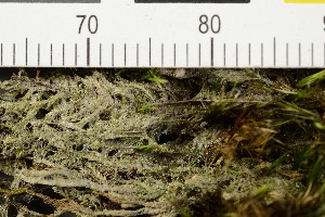  (Absconditella trivialis - O-L-206479)  @11 [ ] CreativeCommons - Attribution Non-Commercial Share-Alike (2017) Unspecified Natural History Museum, University of Oslo, Norway
