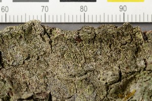  ( - O-L-206511)  @11 [ ] CreativeCommons - Attribution Non-Commercial Share-Alike (2017) Unspecified Natural History Museum, University of Oslo, Norway
