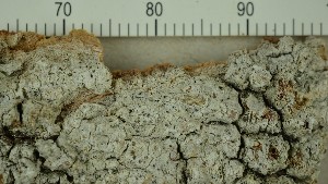  (Eopyrenula septemseptata - O-L-206749)  @11 [ ] CreativeCommons - Attribution Non-Commercial Share-Alike (2017) Unspecified Natural History Museum, University of Oslo, Norway