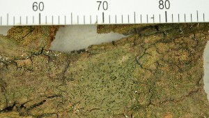  (Pseudosagedia borreri - O-L-206764)  @11 [ ] CreativeCommons - Attribution Non-Commercial Share-Alike (2017) Unspecified Natural History Museum, University of Oslo, Norway