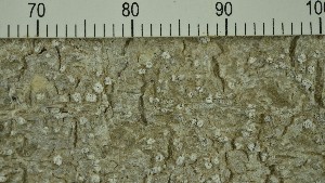  (Pertusaria ophthalmiza - O-L-206769)  @11 [ ] CreativeCommons - Attribution Non-Commercial Share-Alike (2017) Unspecified Natural History Museum, University of Oslo, Norway