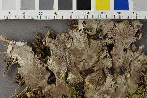  ( - O-L-206873)  @11 [ ] CreativeCommons - Attribution Non-Commercial (2017) Siri Rui Natural History Museum, University of Oslo, Norway