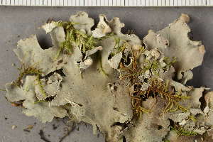  ( - O-L-206879)  @11 [ ] by-nc (2024) Teodor Bruu-Kammler University of Oslo, Natural History Museum