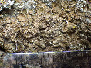  (Melanelixia subargentifera - O-L--207985)  @11 [ ] CreativeCommons - Attribution Non-Commercial (2017) Reidar Haugan University of Oslo, Natural History Museum