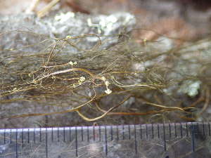  ( - O-L--207993)  @11 [ ] CreativeCommons - Attribution Non-Commercial (2017) Reidar Haugan University of Oslo, Natural History Museum