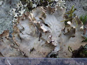  ( - O-L--207997)  @11 [ ] CreativeCommons - Attribution Non-Commercial (2017) Einar Timdal University of Oslo, Natural History Museum