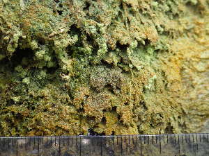  (Trapeliopsis pseudogranulosa - O-L--208001)  @11 [ ] CreativeCommons - Attribution Non-Commercial (2017) Einar Timdal University of Oslo, Natural History Museum