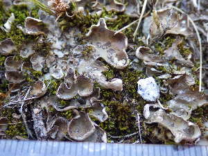  ( - O-L--208003)  @11 [ ] CreativeCommons - Attribution Non-Commercial (2017) Einar Timdal University of Oslo, Natural History Museum