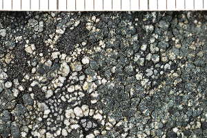  (Calvitimela cuprea - O-L-208171)  @11 [ ] CreativeCommons - Attribution Non-Commercial (2017) Einar Timdal Natural History Museum, University of Oslo, Norway