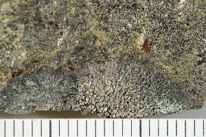  ( - O-L-208242)  @11 [ ] CreativeCommons - Attribution Non-Commercial (2017) Einar Timdal Natural History Museum, University of Oslo, Norway
