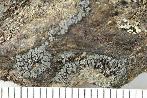  ( - O-L-208255)  @11 [ ] CreativeCommons - Attribution Non-Commercial (2017) Einar Timdal Natural History Museum, University of Oslo, Norway