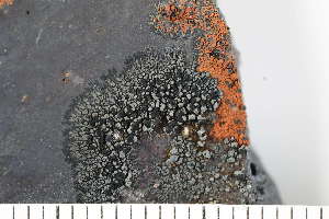  ( - O-L-208284)  @11 [ ] CreativeCommons - Attribution Non-Commercial (2017) Einar Timdal Natural History Museum, University of Oslo, Norway