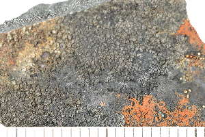  ( - O-L-208297)  @11 [ ] CreativeCommons - Attribution Non-Commercial (2017) Einar Timdal Natural History Museum, University of Oslo, Norway