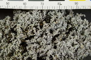  (Asterochloris phycobiontica - O-L-208339)  @11 [ ] CreativeCommons - Attribution Non-Commercial (2017) Einar Timdal Natural History Museum, University of Oslo, Norway