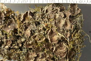  ( - O-L-208955)  @11 [ ] by-nc (2023) Einar Timdal University of Oslo, Natural History Museum